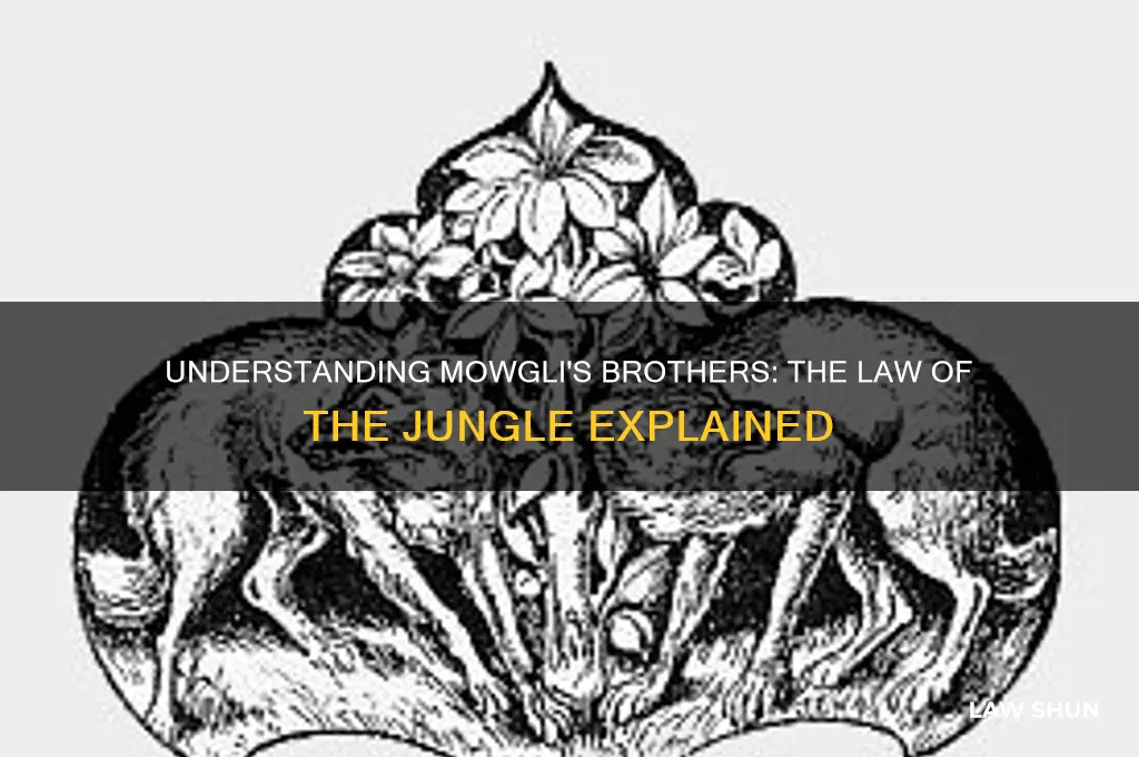 what is the law of the jungle in mowgli