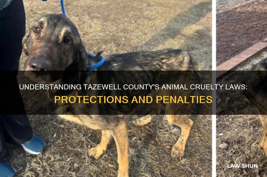 what is the law on anima cruelty in tazewell t