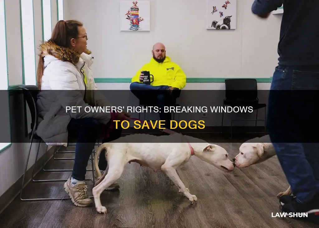 what is the law on breaking window for dog