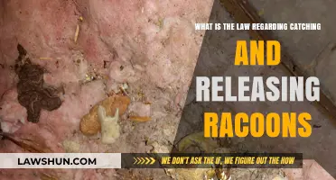 Catch and Release Raccoons: Understanding Legal Guidelines and Regulations