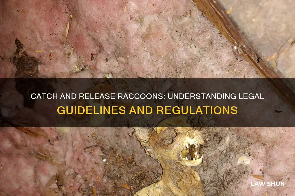 what is the law regarding catching and releasing racoons