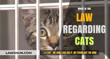 Understanding Legal Rights and Responsibilities for Cat Owners and Their Pets