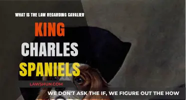 Understanding Cavalier King Charles Spaniel Legal Rights and Ownership Laws