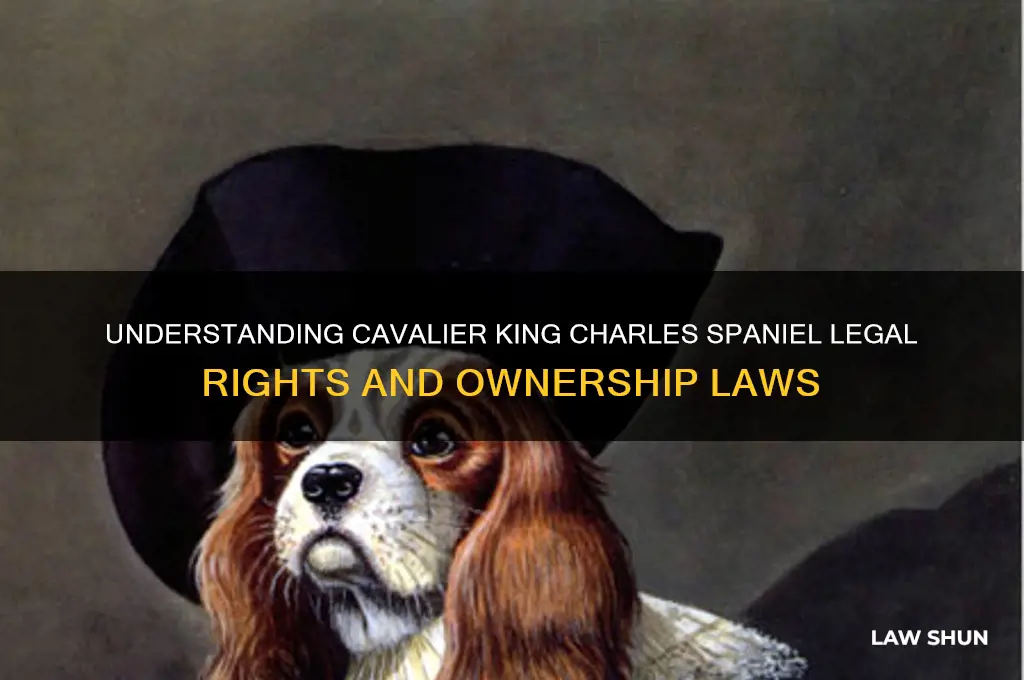 what is the law regarding cavalier king charles spaniels