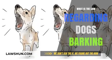 Understanding Legal Boundaries: Dog Barking Laws and Your Rights