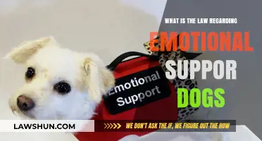 Understanding Emotional Support Dogs: Legal Rights and Responsibilities Explained