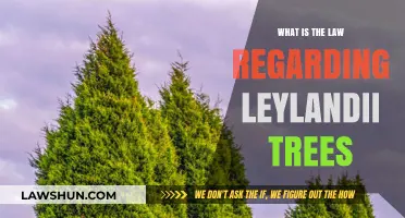 Leylandii Trees and the Law: Understanding Your Rights and Responsibilities
