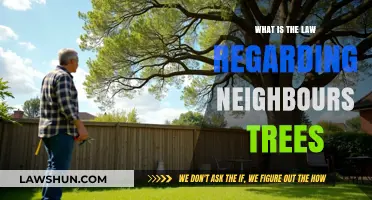 Neighbour's Trees: Understanding Your Rights and Legal Boundaries