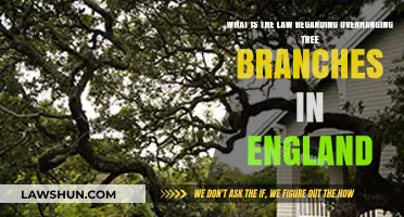 Overhanging Tree Branches in England: Legal Rights and Responsibilities
