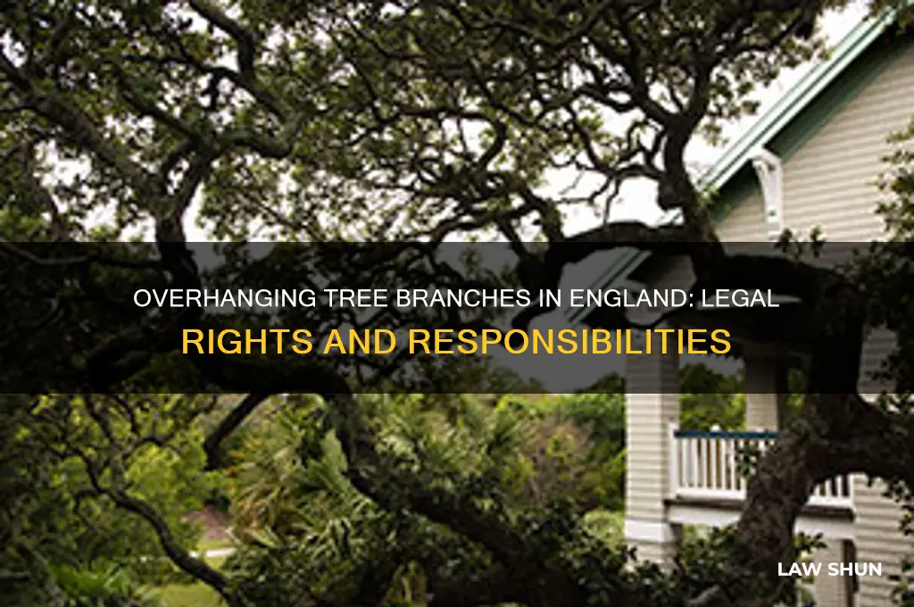 what is the law regarding overhanging tree branches in england