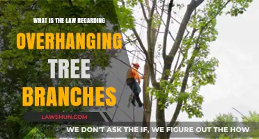 Overhanging Tree Branches: Understanding Your Rights and Legal Responsibilities