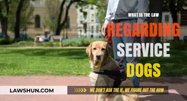 Understanding Service Dog Laws: Rights, Responsibilities, and Public Access