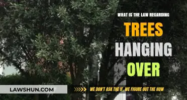 Tree Overhang Laws: Understanding Your Rights and Responsibilities