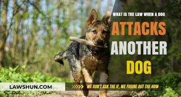 Dog-on-Dog Attacks: Understanding Legal Responsibilities for Pet Owners