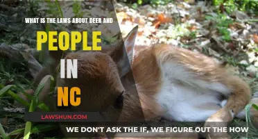NC Deer Laws: Understanding Regulations for Human-Deer Interactions