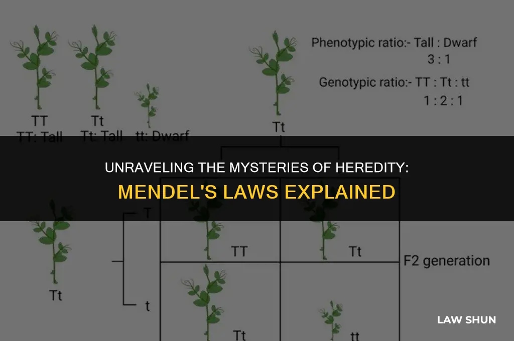what is the mendel