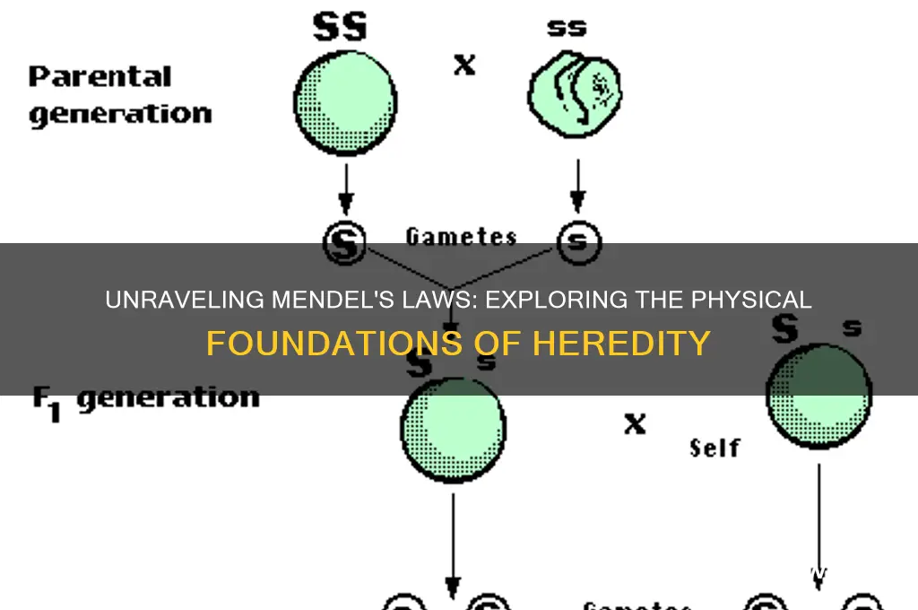 what is the physical basis for each of mendel