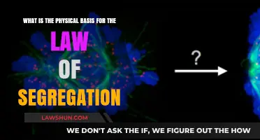Unraveling Genetics: The Physical Basis of the Law of Segregation