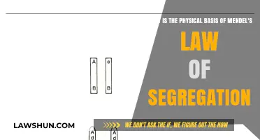 Unraveling Mendel's Law of Segregation: The Physical Foundations Explained