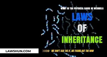 Unraveling Mendel's Laws: The Physical Foundations of Genetic Inheritance