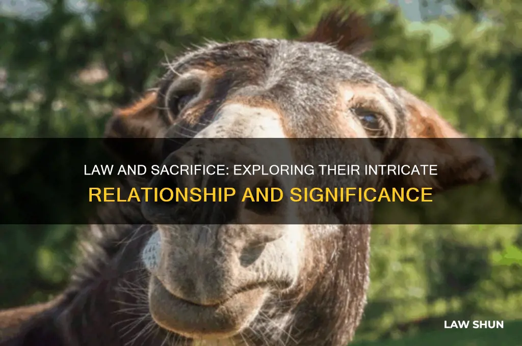 what is the relationship between the law and the sacrifices