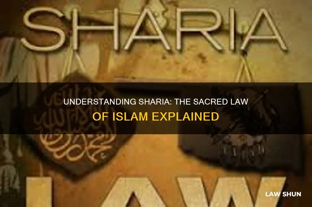 what is the term for the sacred law of islam