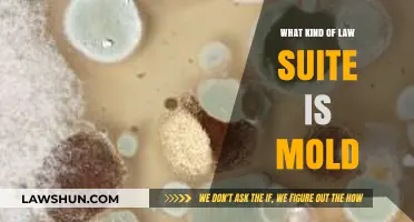 Understanding Mold Lawsuits: Legal Recourse for Toxic Exposure Claims