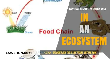 Understanding Ecosystem Energy Loss: The Role of the Second Law of Thermodynamics