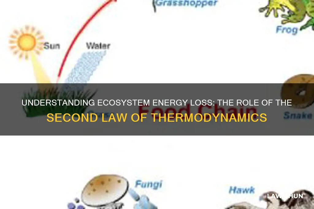what law best relates to energy loss in an ecosystem