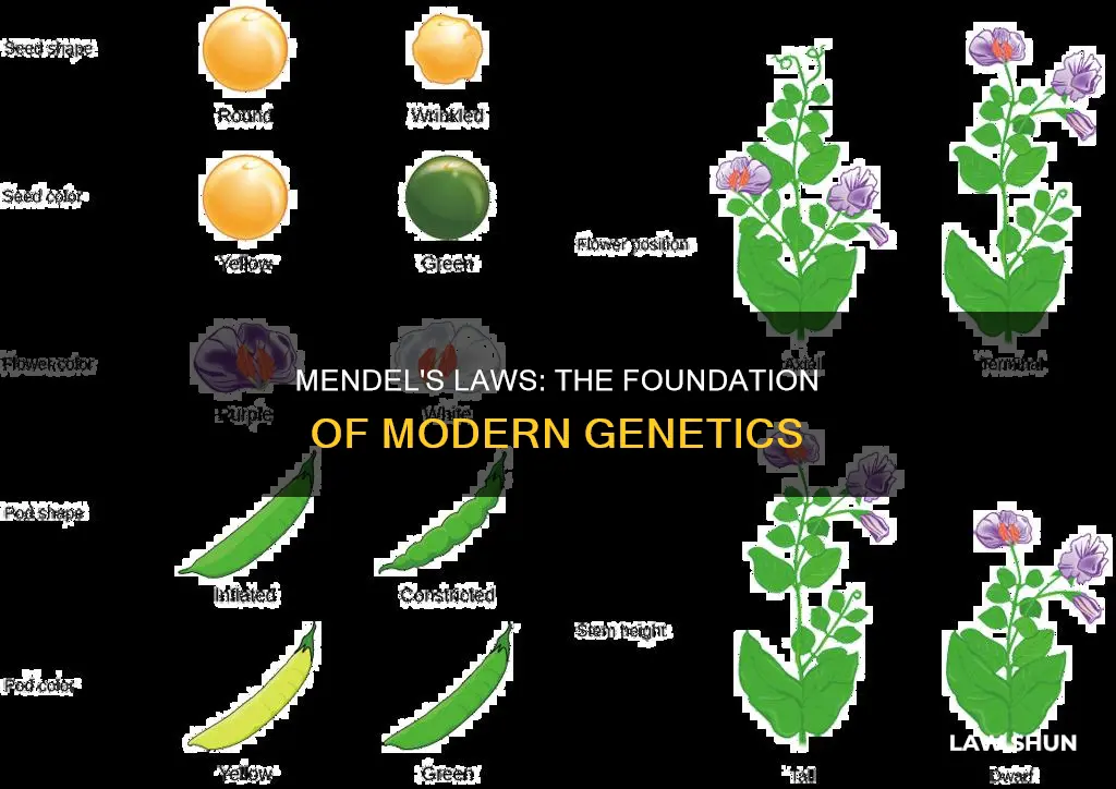 what law did mendel create
