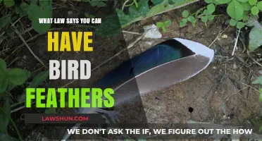 Laws on Collecting Bird Feathers: What You Need to Know