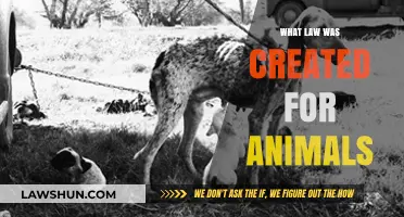 Animal Welfare: The Laws That Protect Them