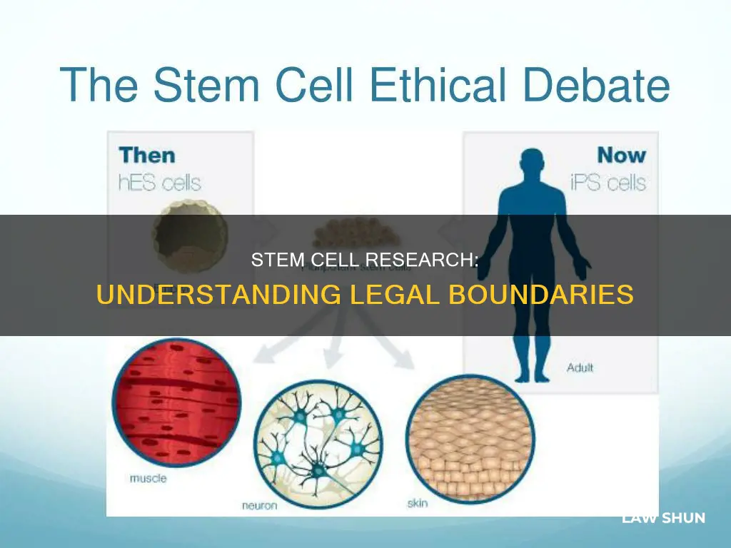 what laws apply to stem cell research