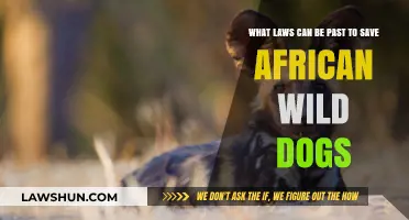 Protect African Wild Dogs: Laws for Their Future