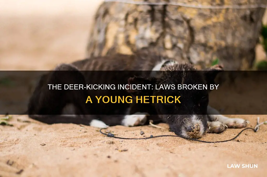 what laws did that hetrick boy break kicking the deer