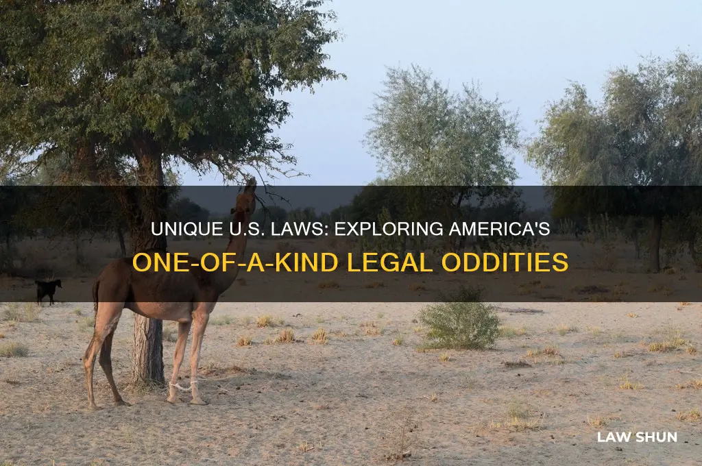 what laws do we have in us that arent anywhere