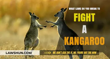 Unleash the Rules: Strategies to Confront a Kangaroo's Ferocity