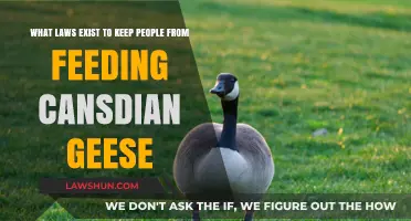Canadian Geese Feeding Laws: What You Need to Know