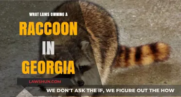 Georgia Raccoon Ownership: Understanding the Legal Requirements and Restrictions