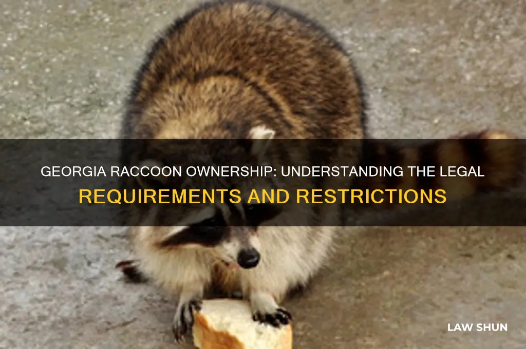 what laws owning a raccoon in georgia
