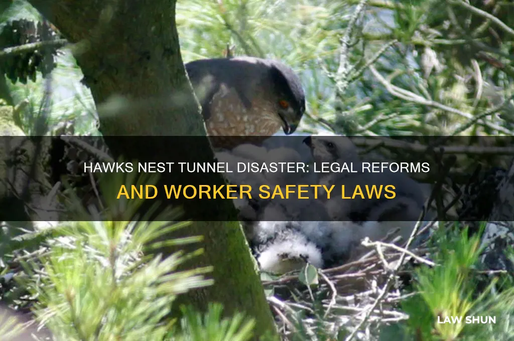 what laws were established after the hawks nest tunnel disaster