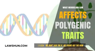 How Mendelian Inheritance Influences Complex Polygenic Traits in Genetics