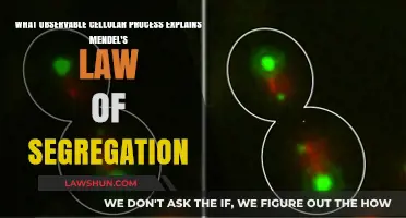 Cell Division: Unveiling the Mechanism Behind Mendel's Law of Segregation