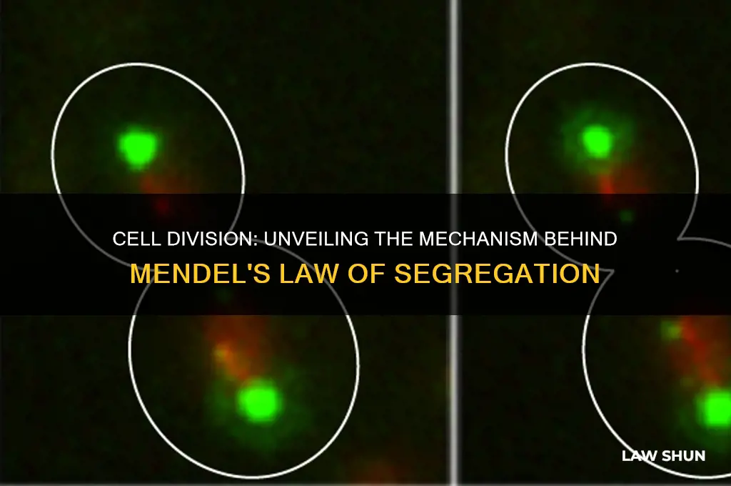 what observable cellular process explains mendel