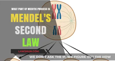 Mendel's Second Law: Unraveling Independent Assortment in Meiosis