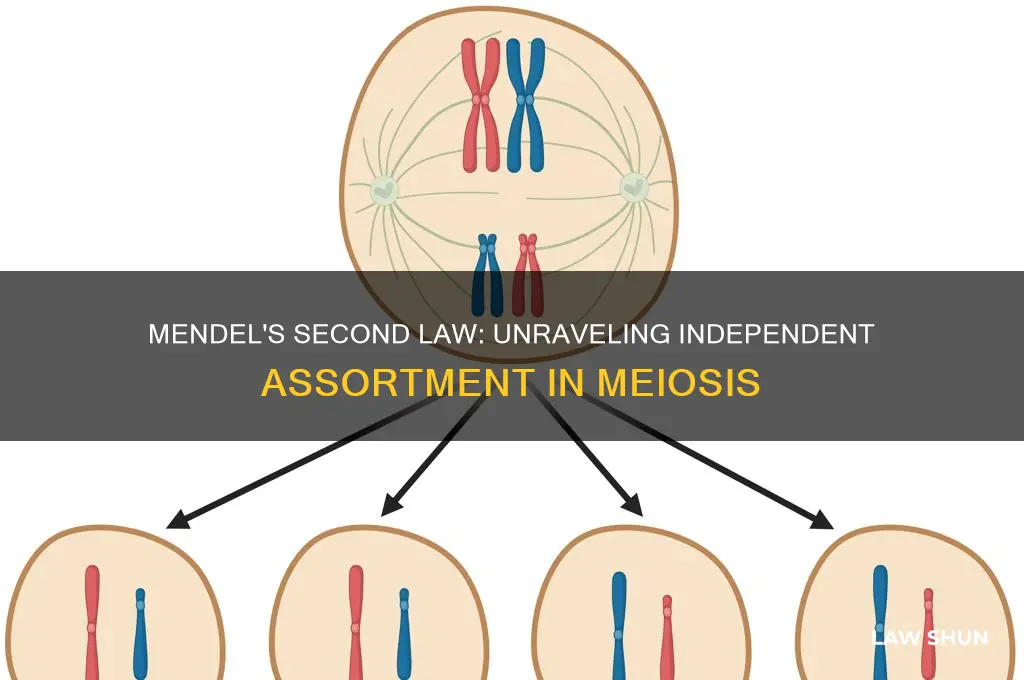what part of meiotic process is mendel