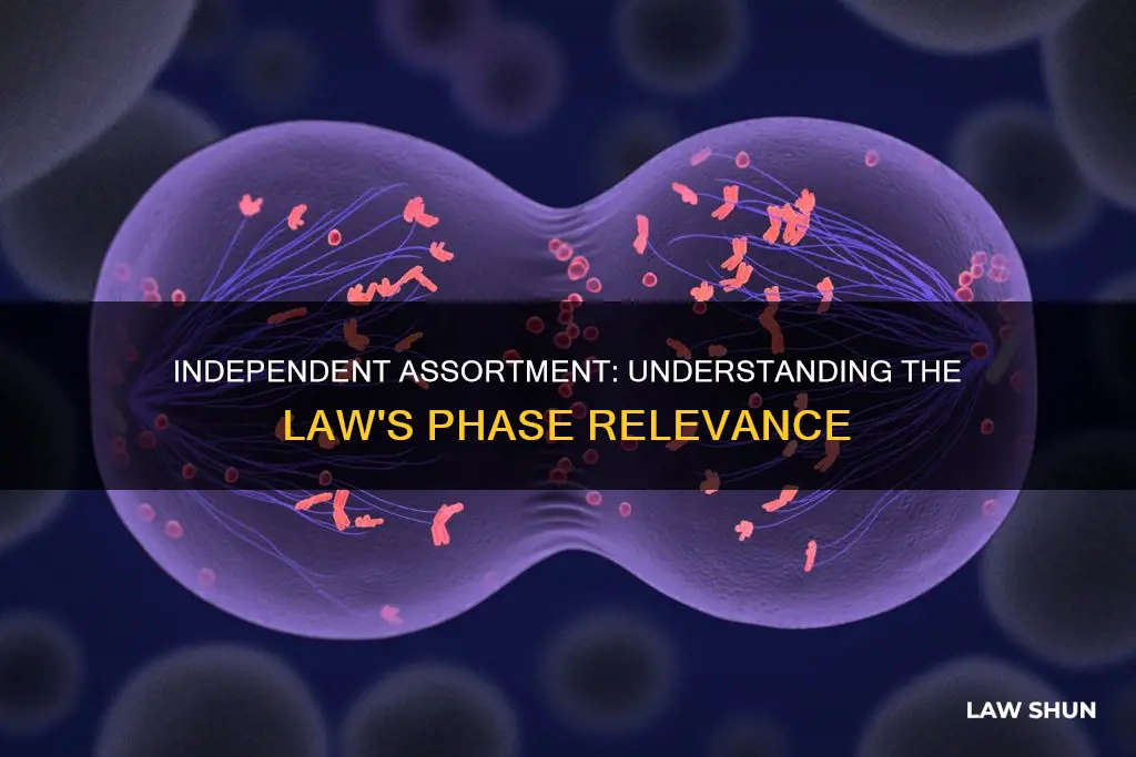 what phase does the law of independent assortment apply to