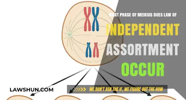 When Does the Law of Independent Assortment Occur in Meiosis?