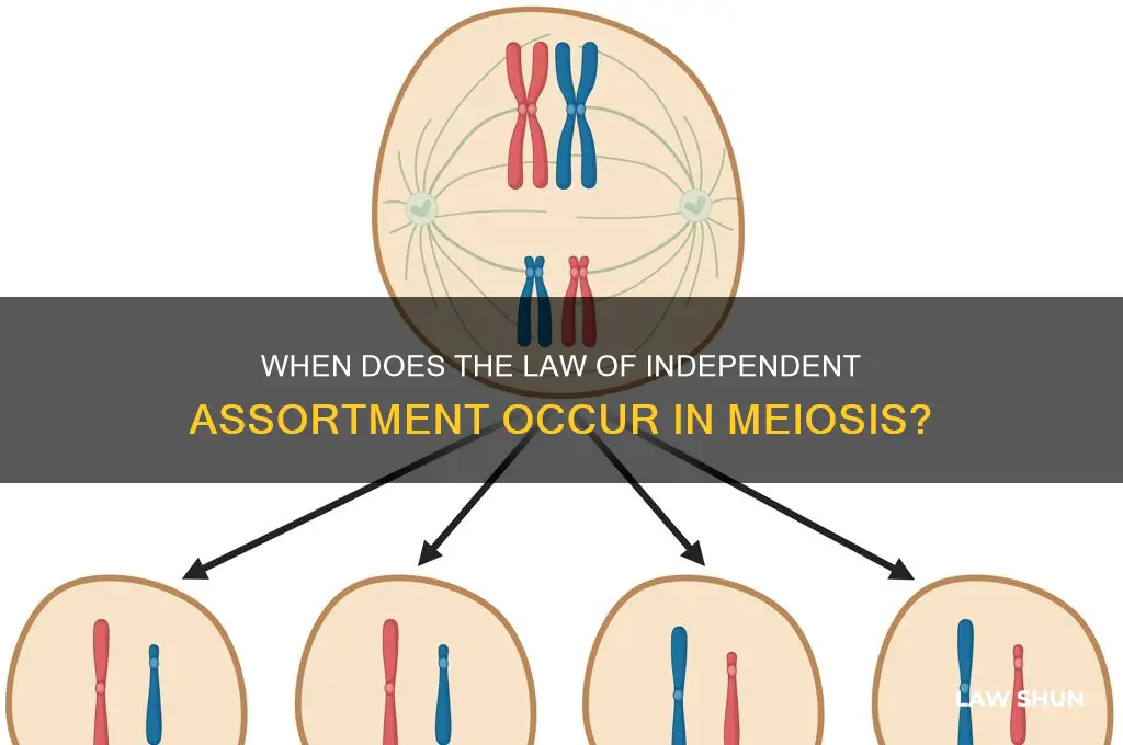 what phase of meiosis does law of independent assortment occur