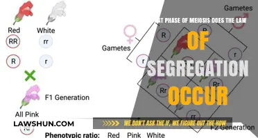 When Does the Law of Segregation Occur in Meiosis?